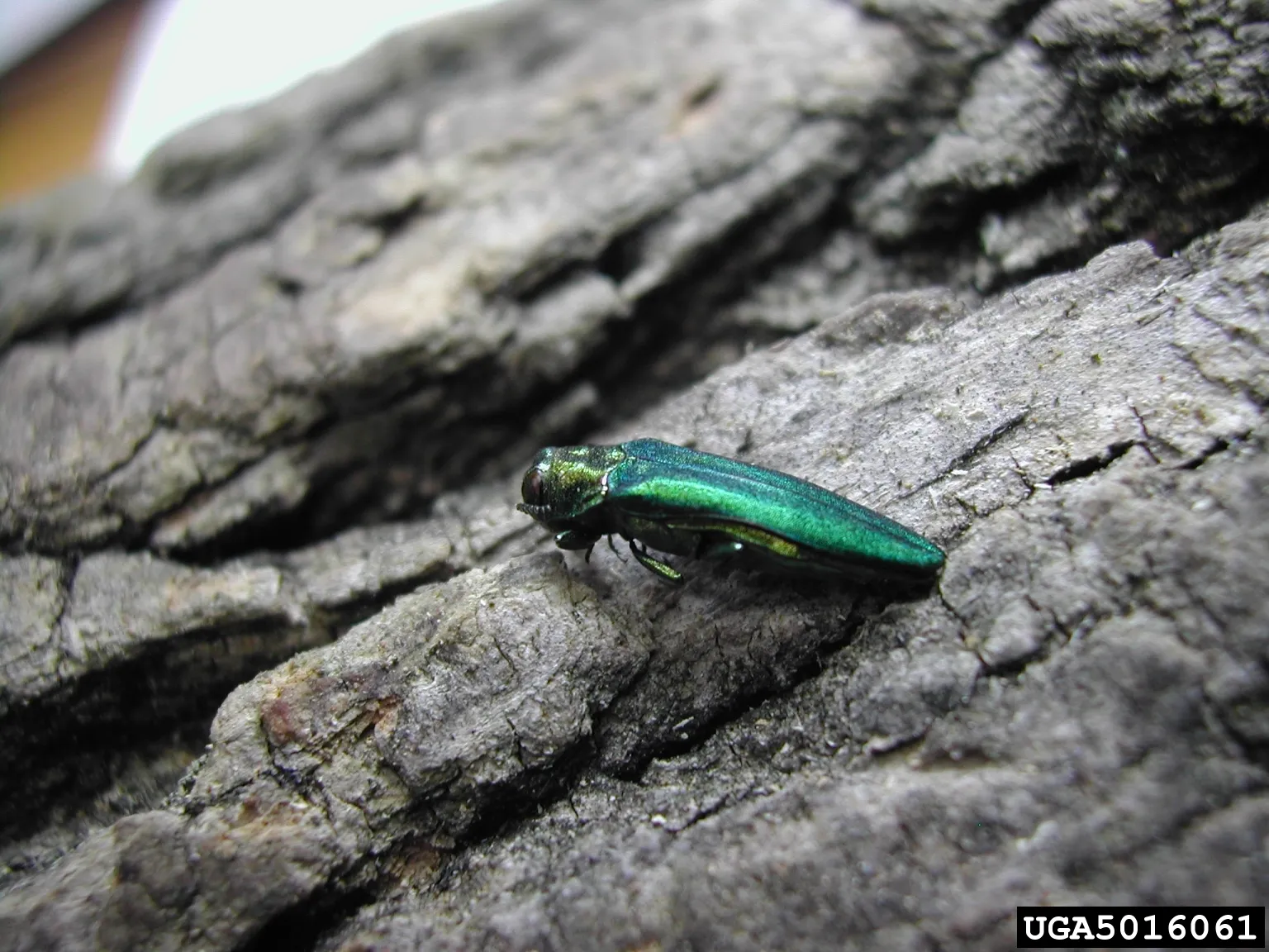 Emerald Ash Borer (EAB)