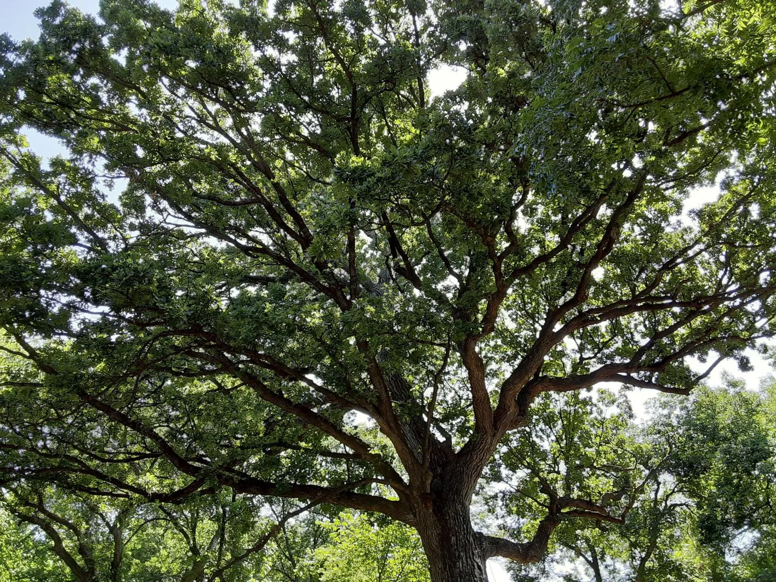 Bur Oak