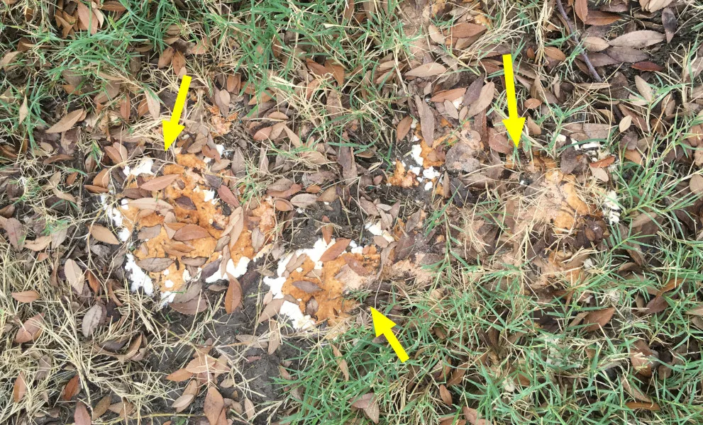 Cotton Root Rot