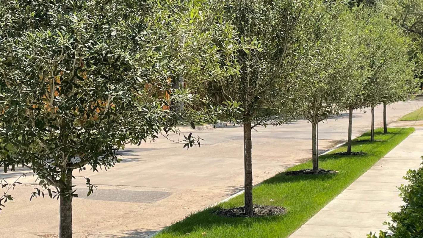 Developmental (Young Tree) Pruning