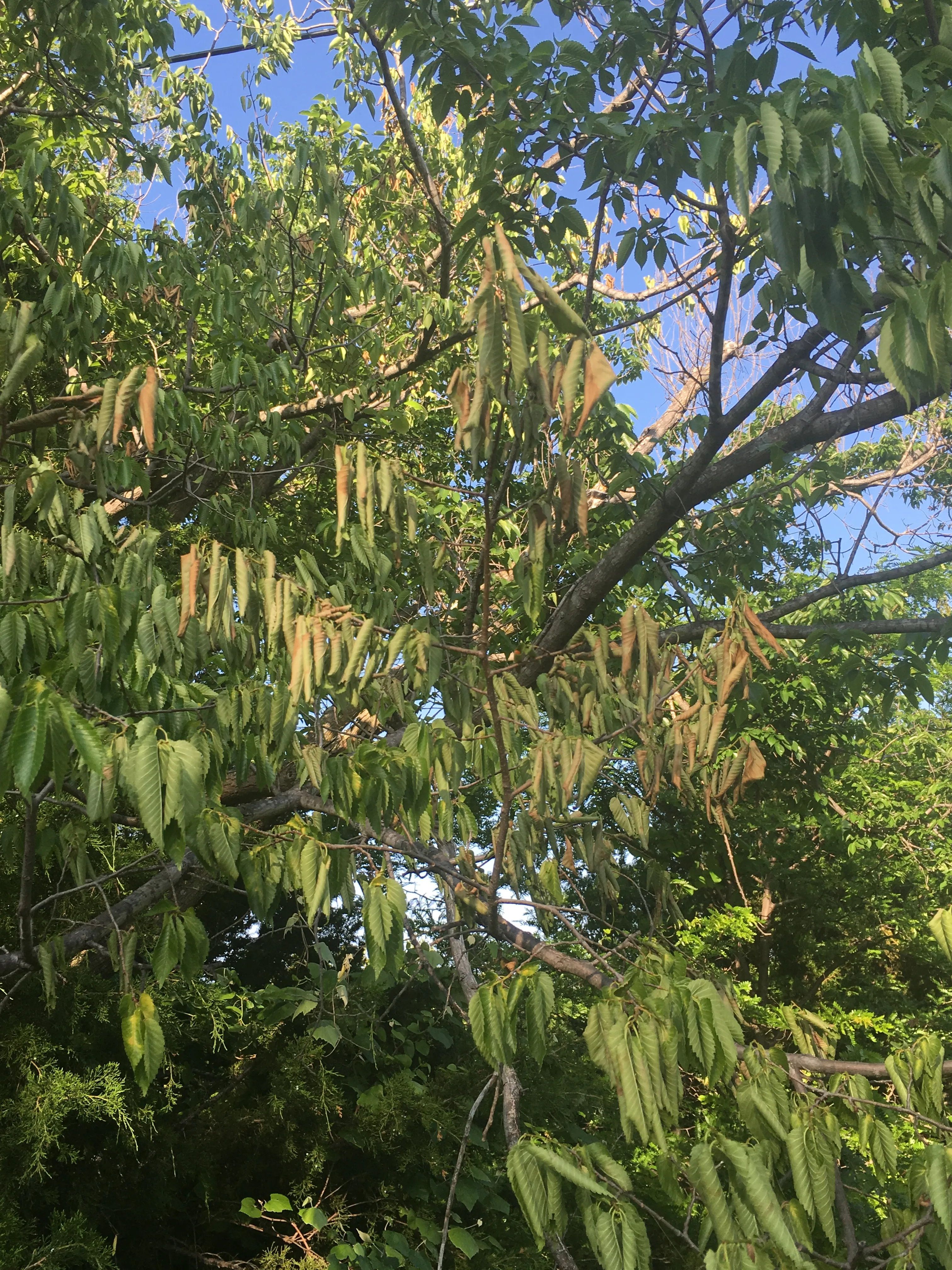 Dutch Elm Disease