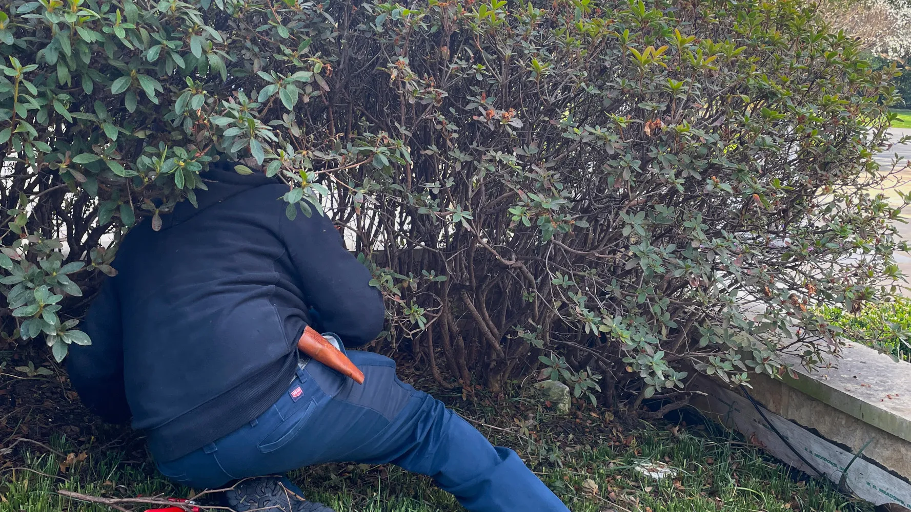 Hedge Rejuvenation