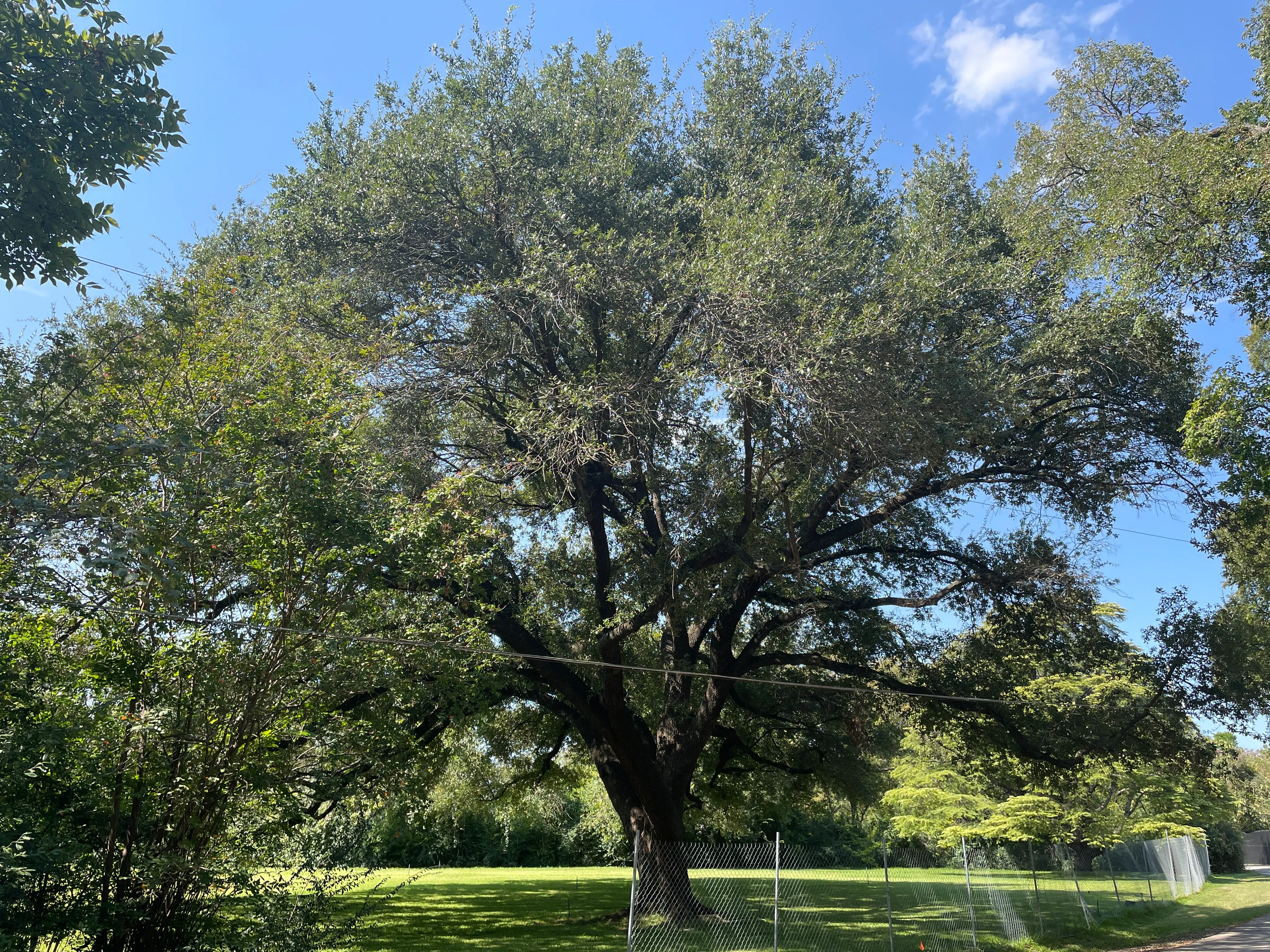 Live Oak