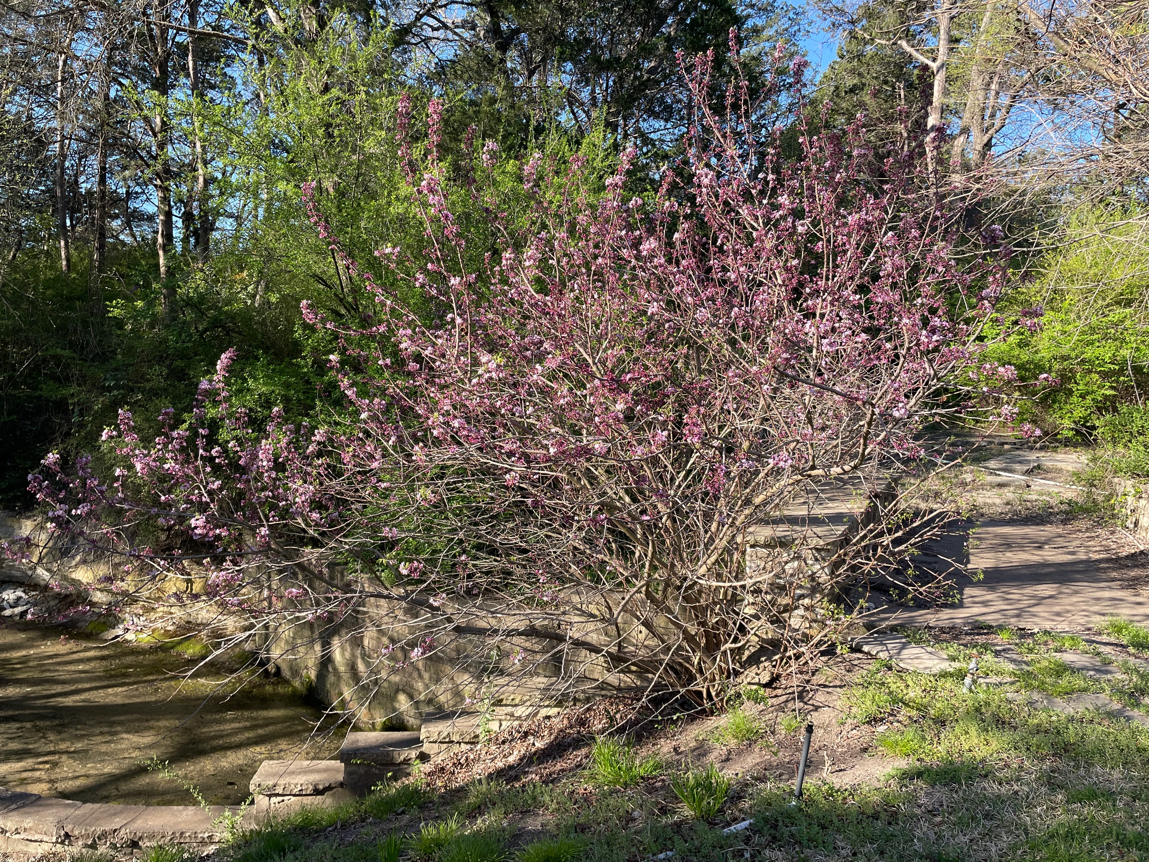 Mexican Buckeye
