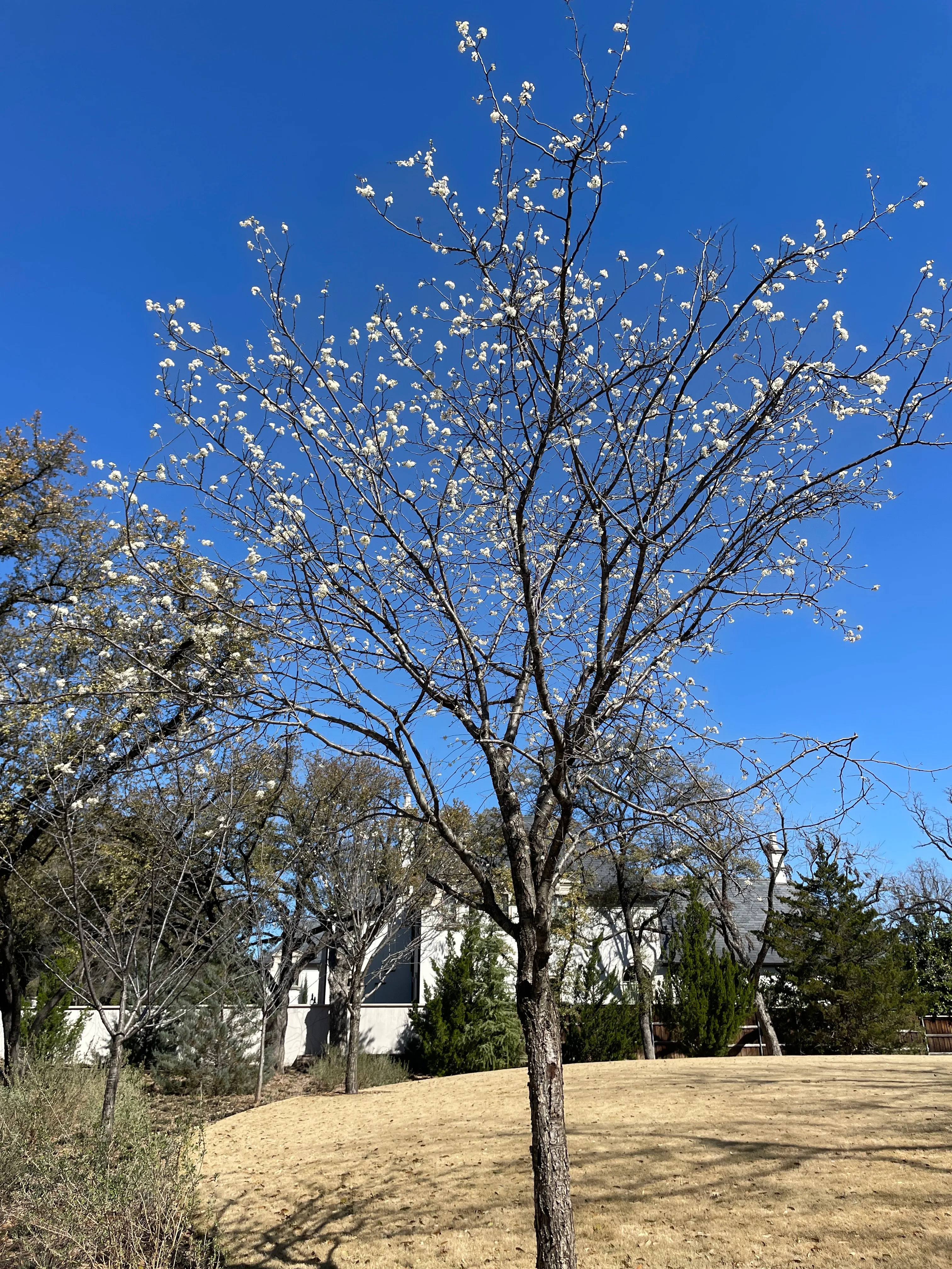 Mexican Plum