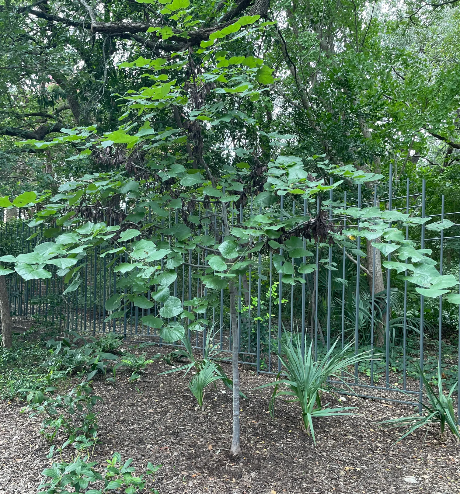 Mexican Redbud