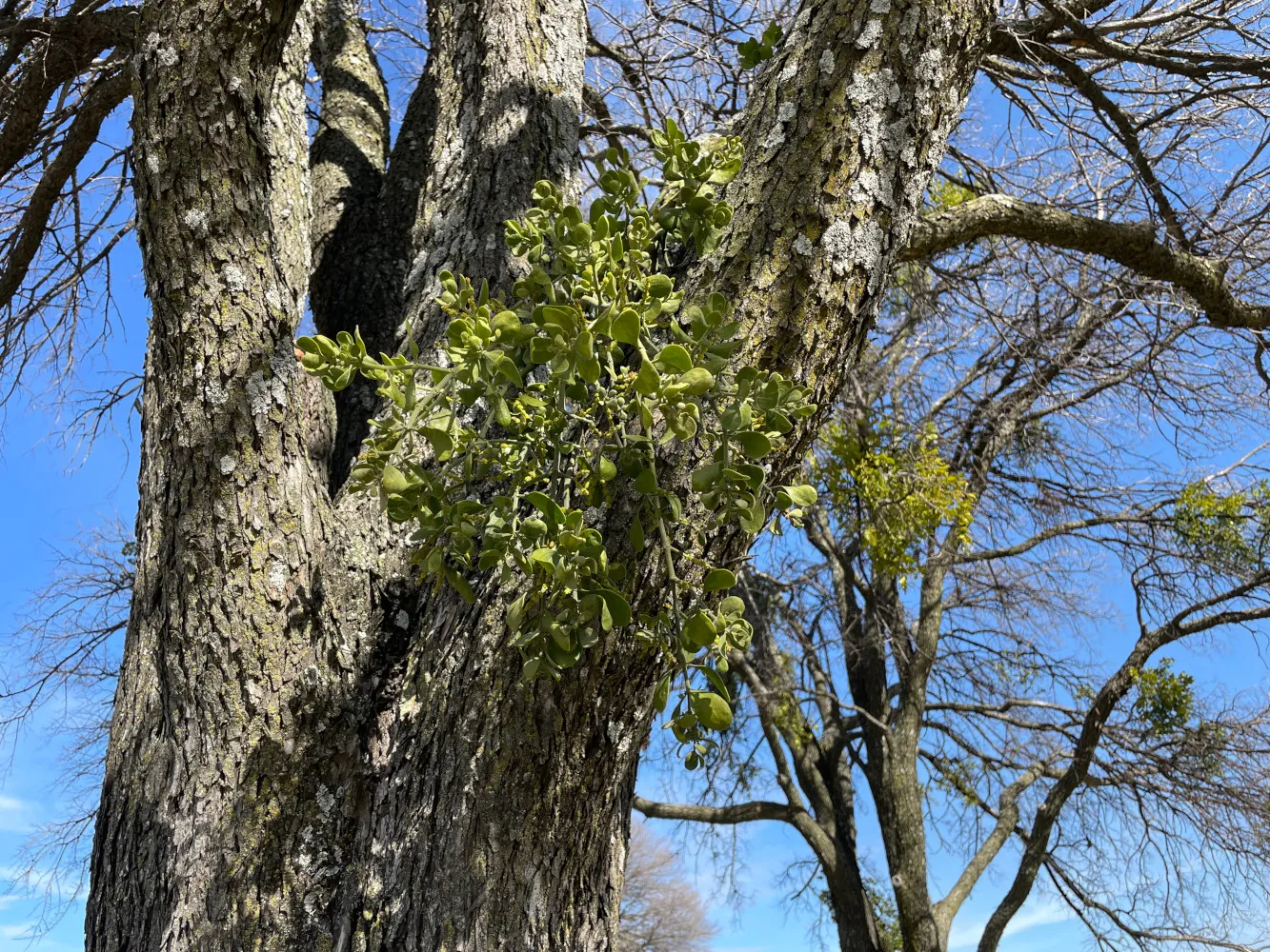 Mistletoe