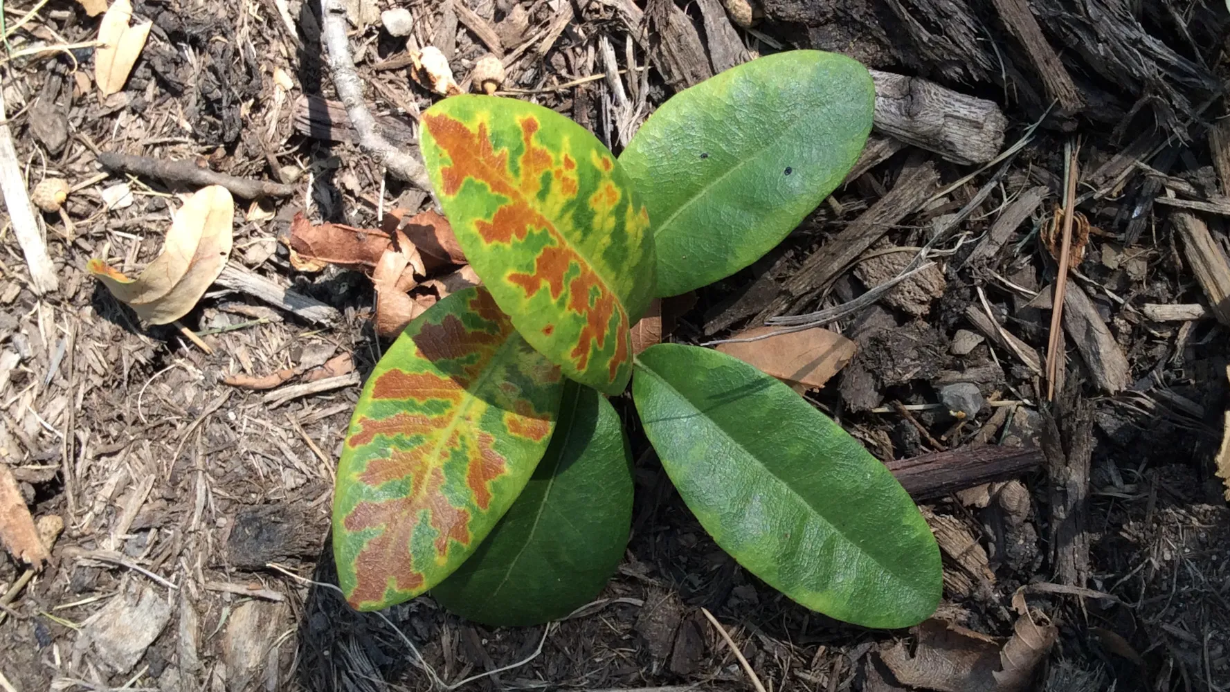 Oak Wilt