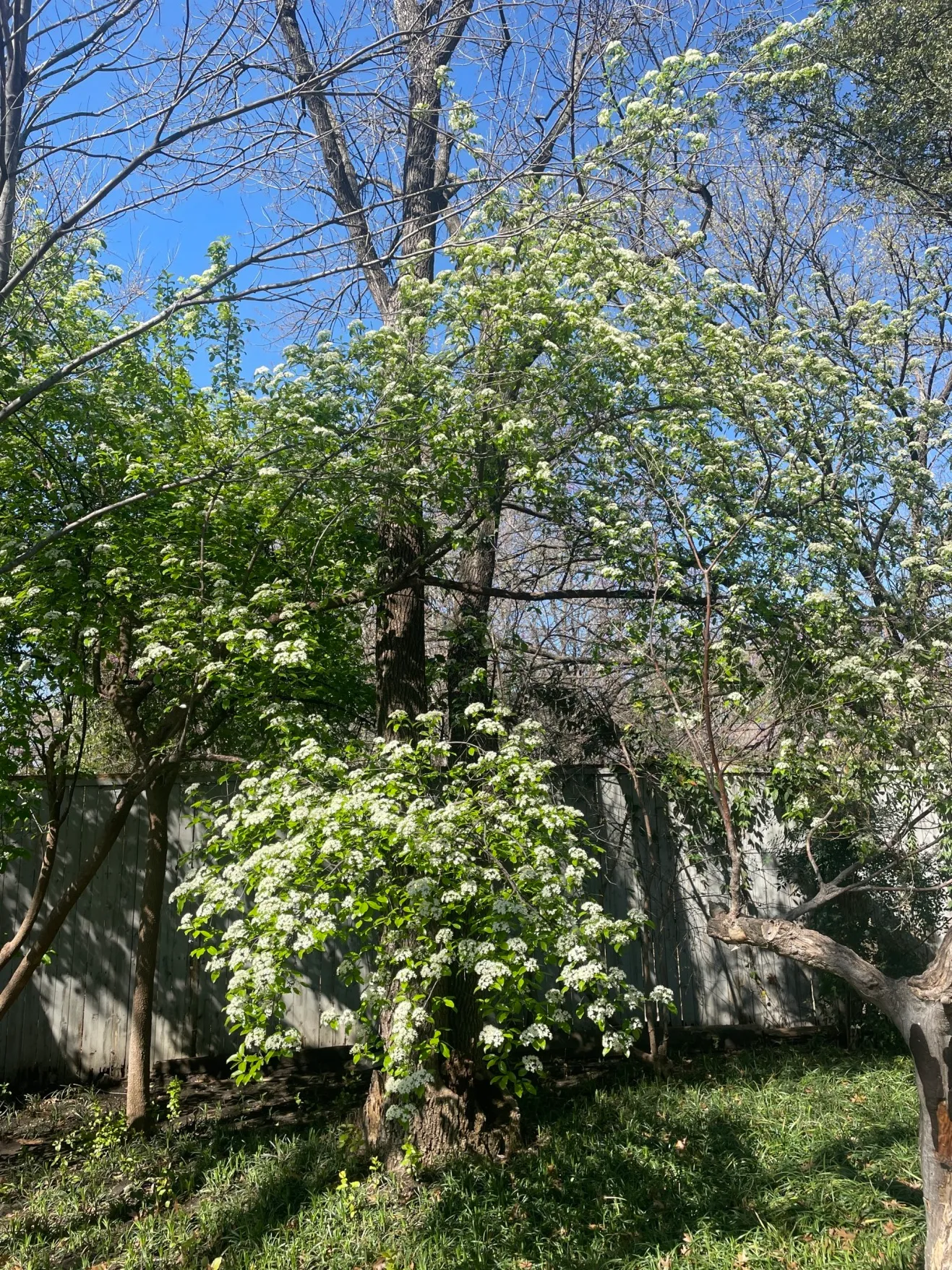 Rusty Blackhaw