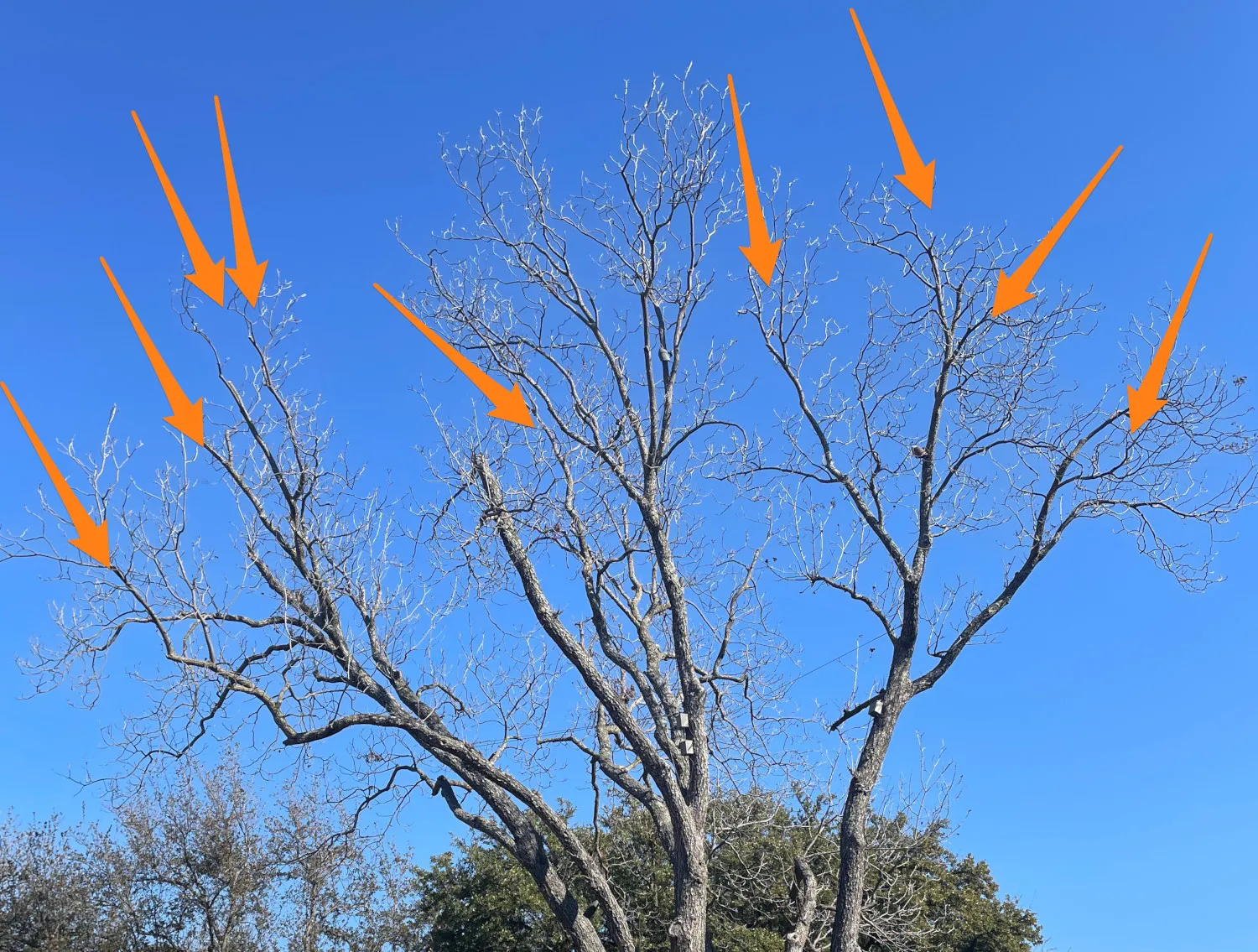 Structural Pruning