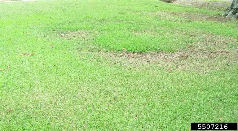 Take-All Root Rot