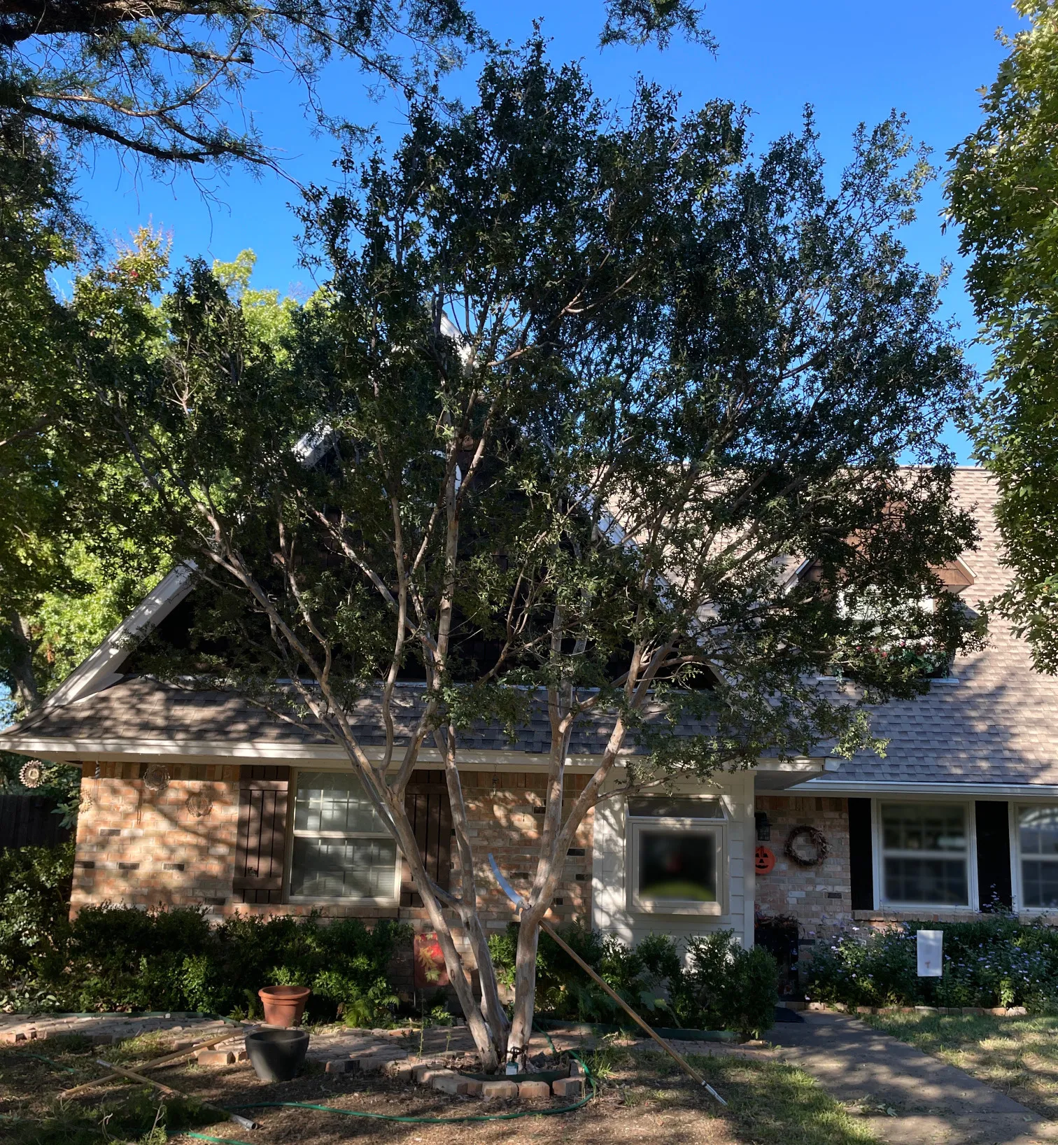 Texas Persimmon