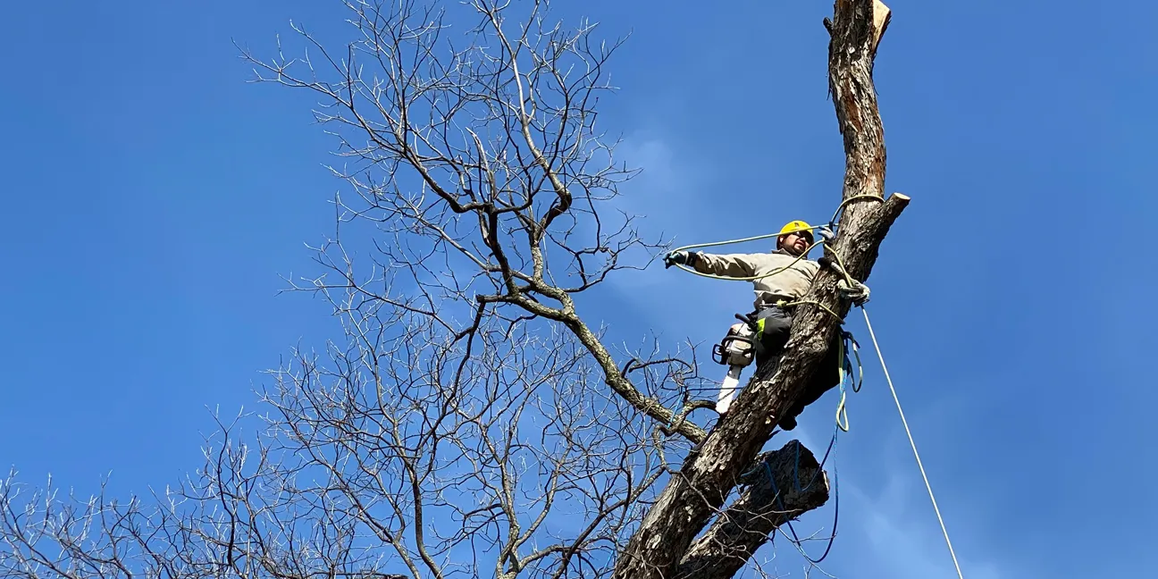 Tree/Stump Removal